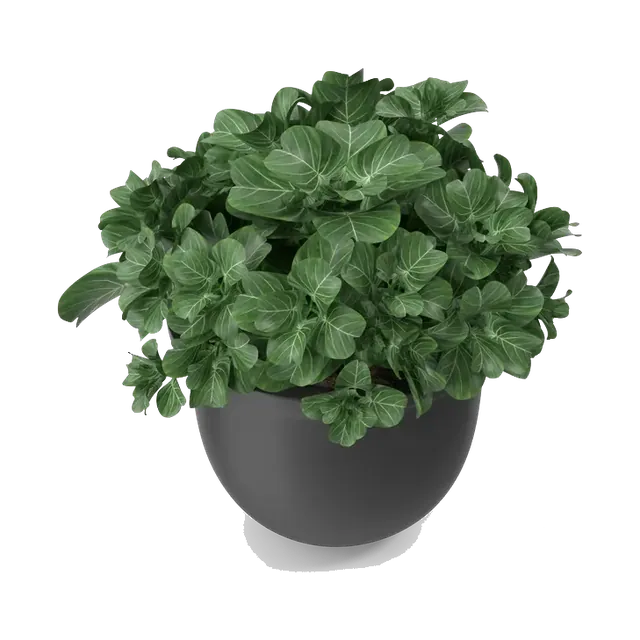 Round-leaf artificial plant in a matte black planter, side angle