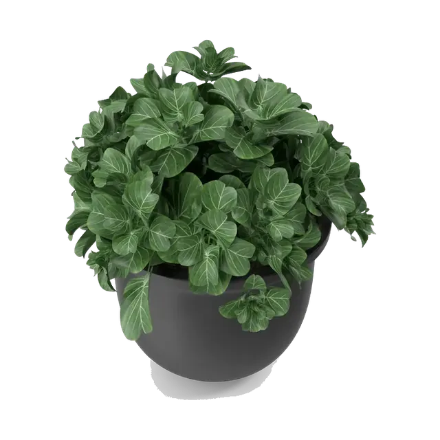 Round-leaf artificial plant in a matte black planter, from above