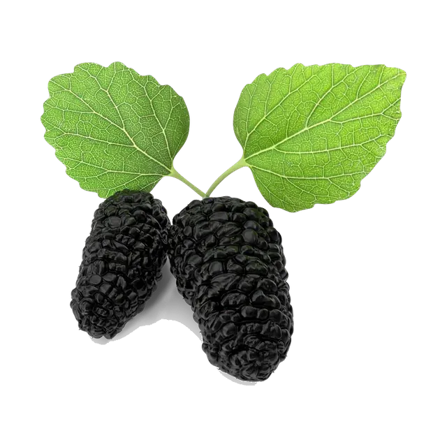 Black mulberries with leaves